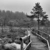 Der Weg zum Moor